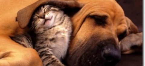 The First European Conference on 'The welfare of dogs and cats' in Brussels