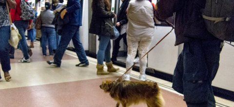 TMB y el Ayuntamiento de Barcelona inician proceso para habilitar el acceso de perros al metro
