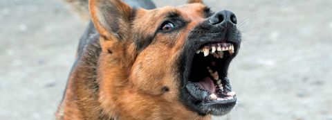 Taller formativo sobre intervenciones policiales ante incidentes con perros